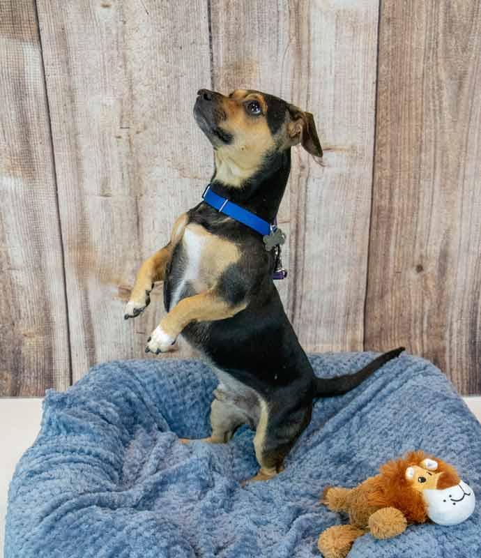 Enlarge Houston, a Adopted mixed breed in Kennesaw, GA image 3/6