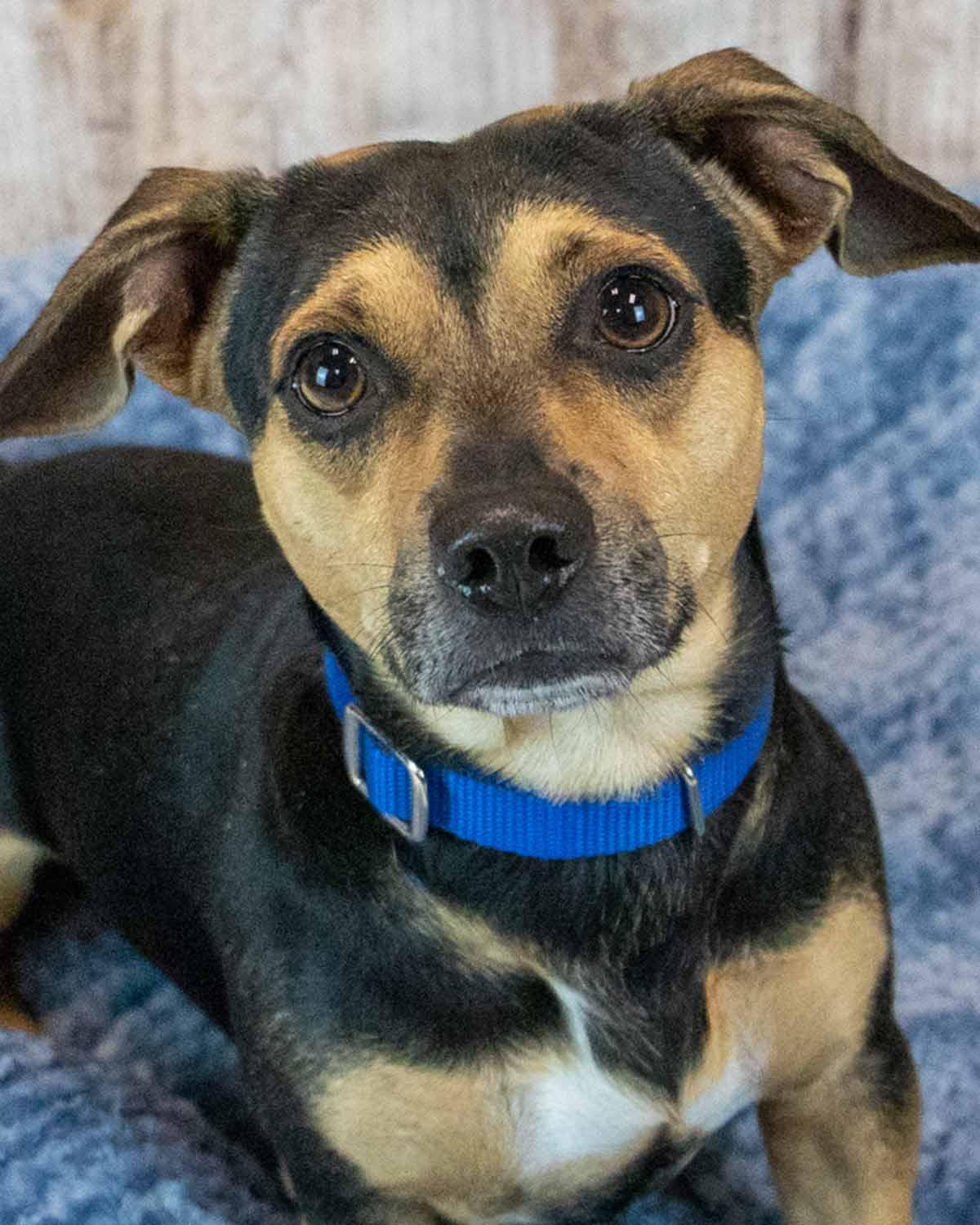 Enlarge Houston, a Adopted mixed breed in Kennesaw, GA image 1/6