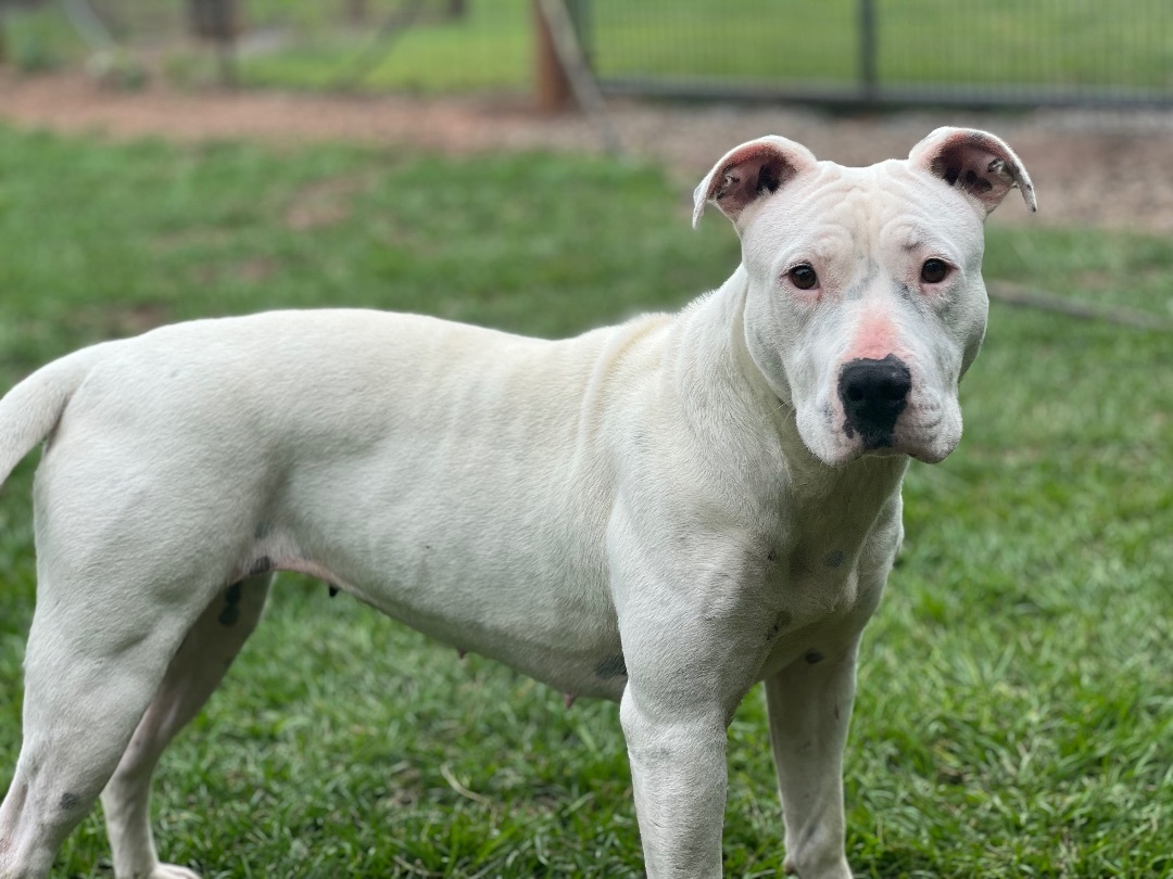 Kilo, a Adopted mixed breed in Marshallville, GA image 1/5