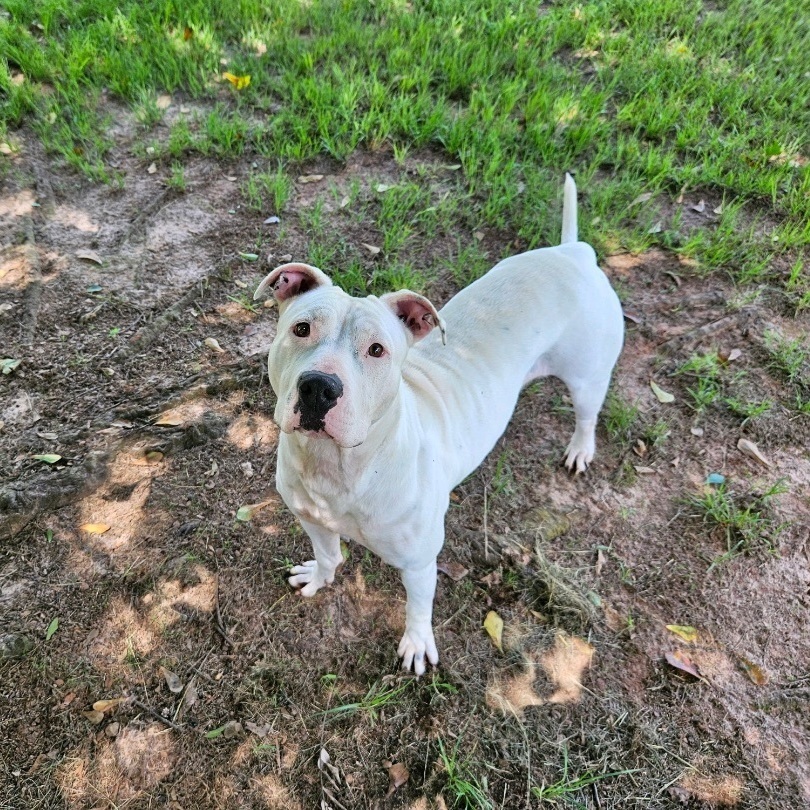 Kilo, a Adopted mixed breed in Marshallville, GA image 2/5