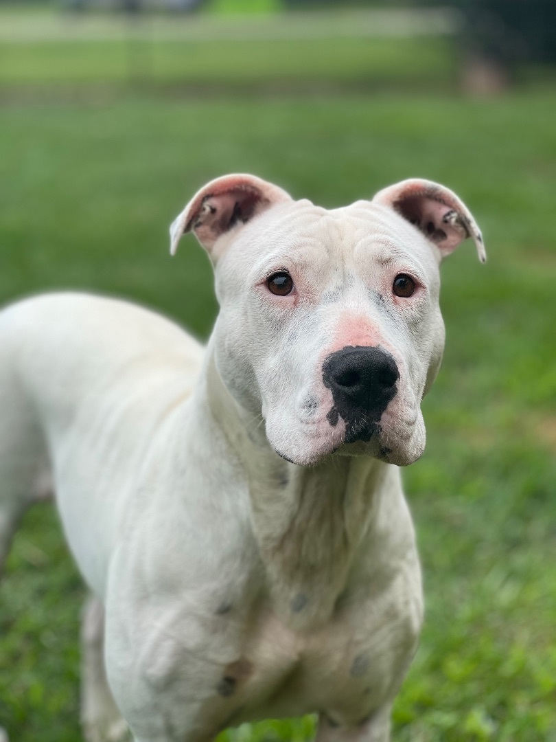 Kilo, a Adopted mixed breed in Marshallville, GA image 3/5