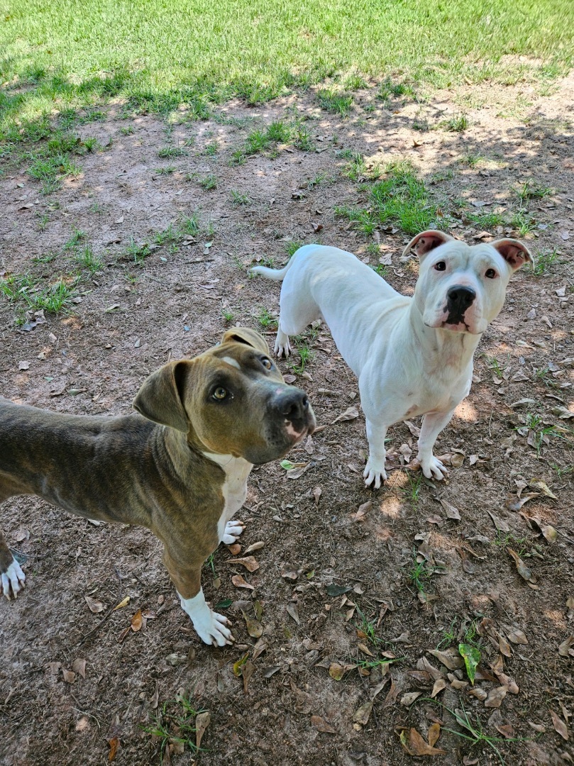Kilo, a Adopted mixed breed in Marshallville, GA image 4/5