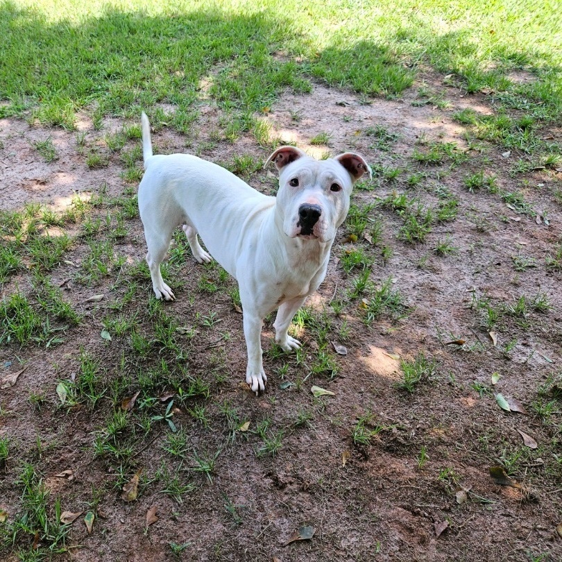 Kilo, a Adopted mixed breed in Marshallville, GA image 5/5