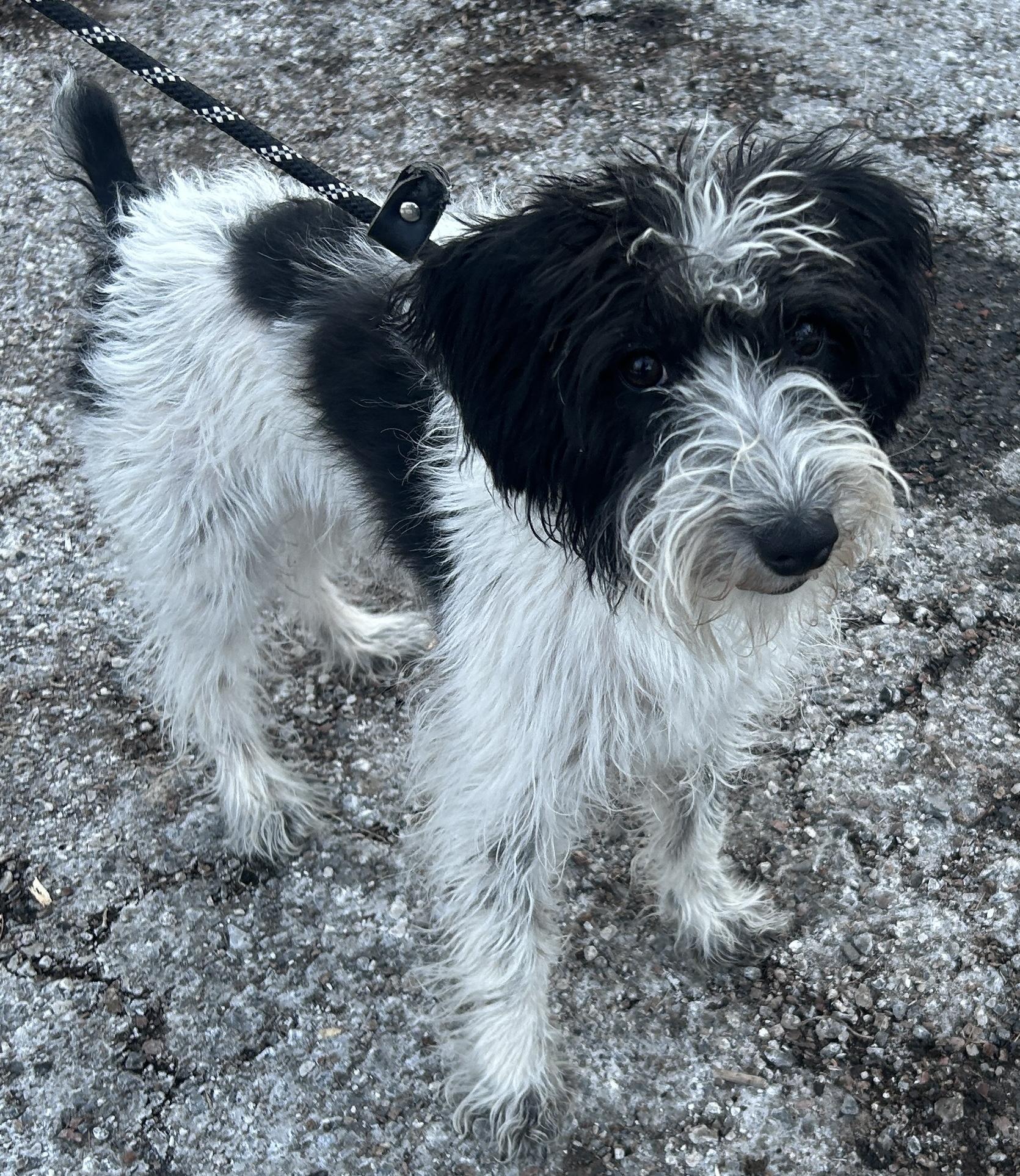 Poppy, an adopted Schnoodle in Pottsville, PA image 1/3