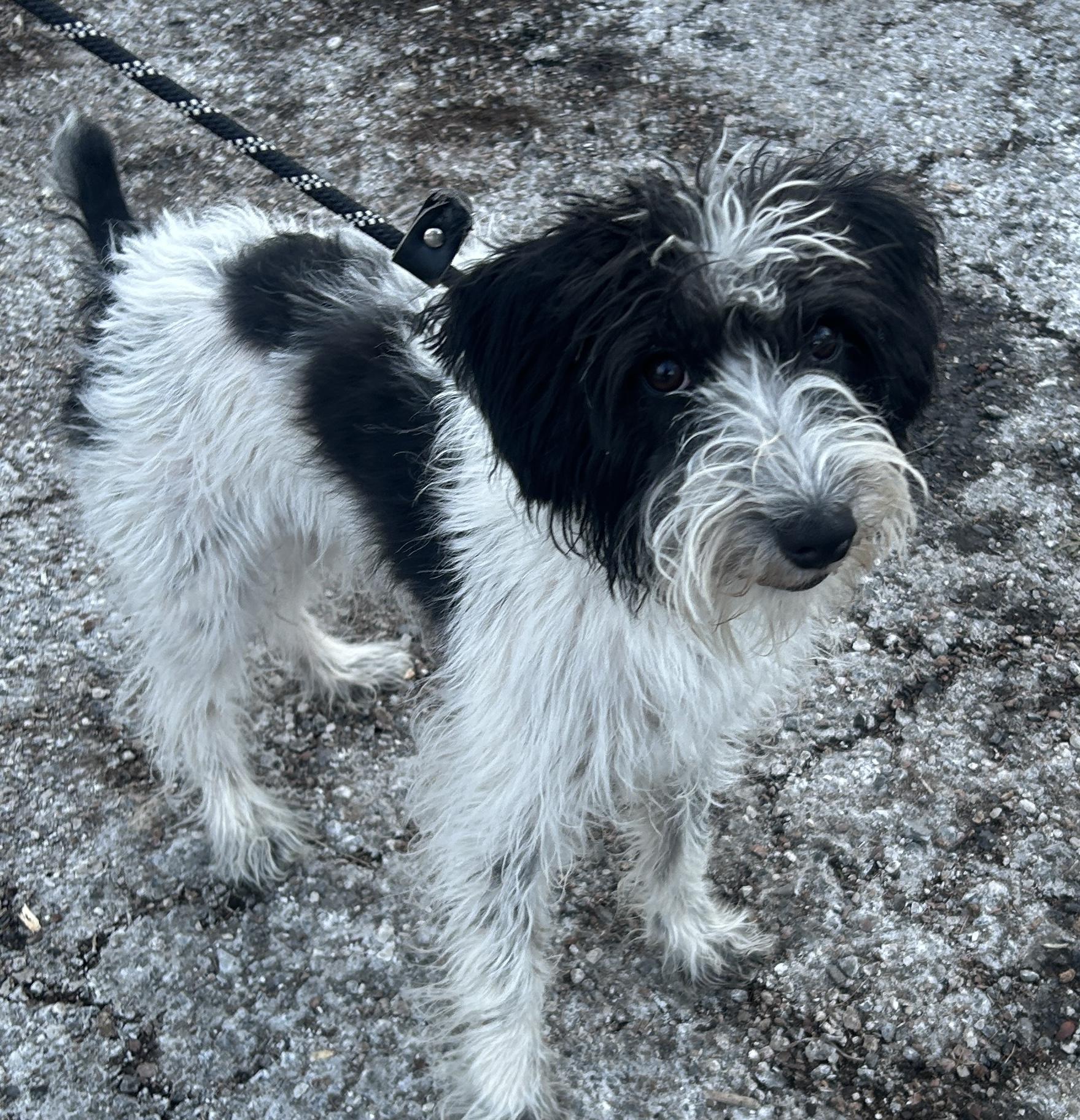 Poppy, an adopted Schnoodle in Pottsville, PA image 2/3