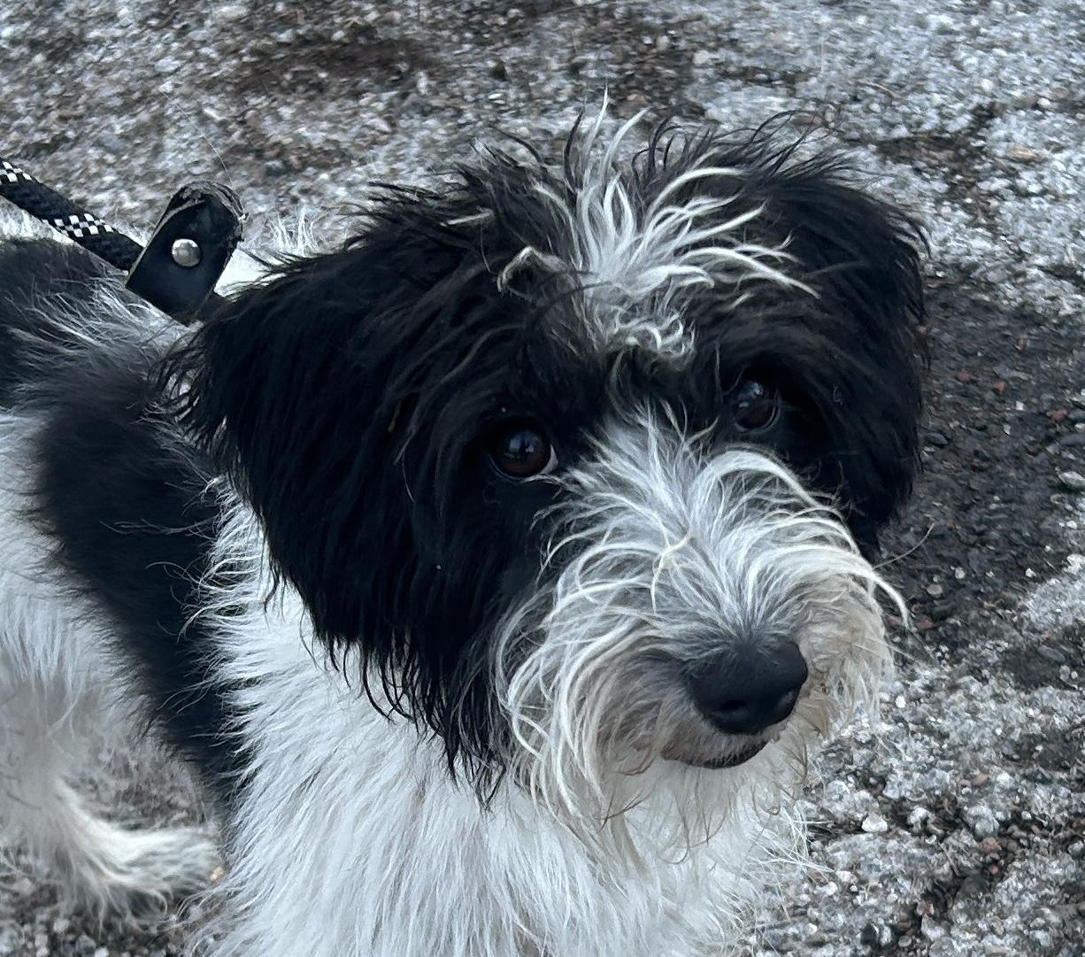 Poppy, an adopted Schnoodle in Pottsville, PA image 3/3