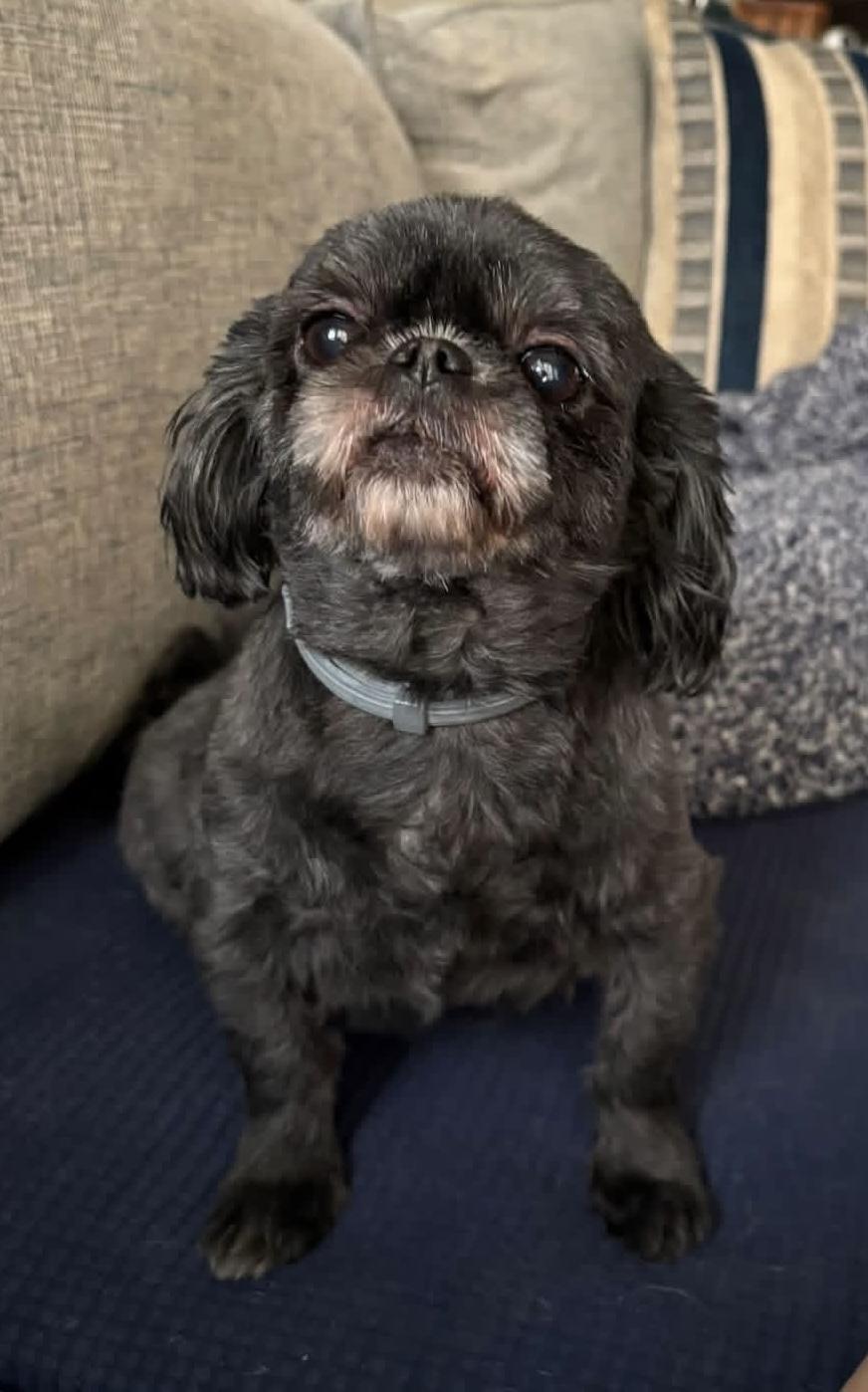 Mimi, Adoptable, Adult Female Shih Tzu.
