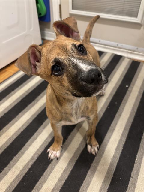 TUCKER, Adoptable, Puppy Male Mastiff & Boxer.