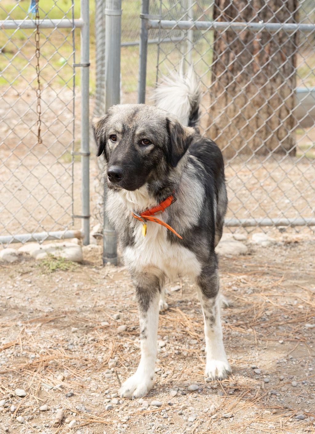 Enlarge Joker, a Adoptable mixed breed in Libby, MT image 2/2