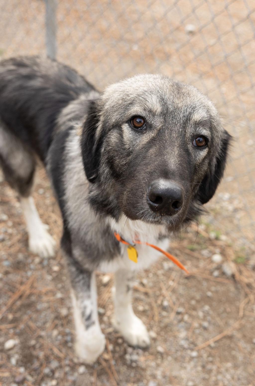 Joker, Adoptable, Young Male Anatolian Shepherd & Great Pyrenees.