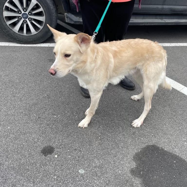 Enlarge JC, a ADOPTABLE mixed breed in Manhasset, NY image 4/4