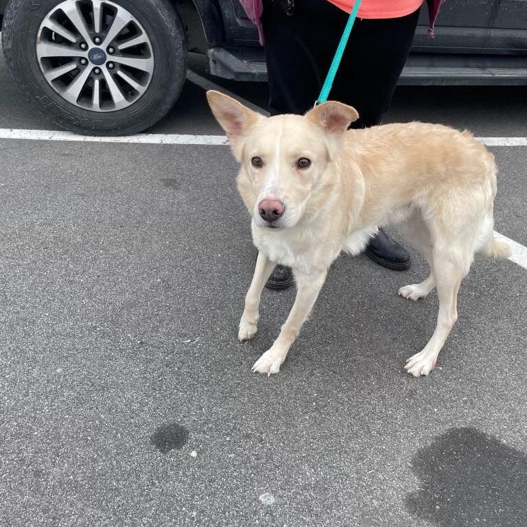 Enlarge JC, a ADOPTABLE mixed breed in Manhasset, NY image 3/4