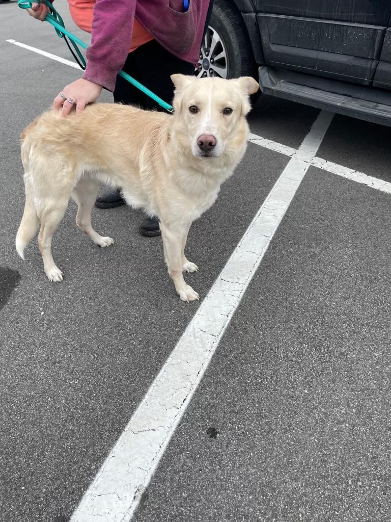 JC, a ADOPTABLE mixed breed in Manhasset, NY image 5/5