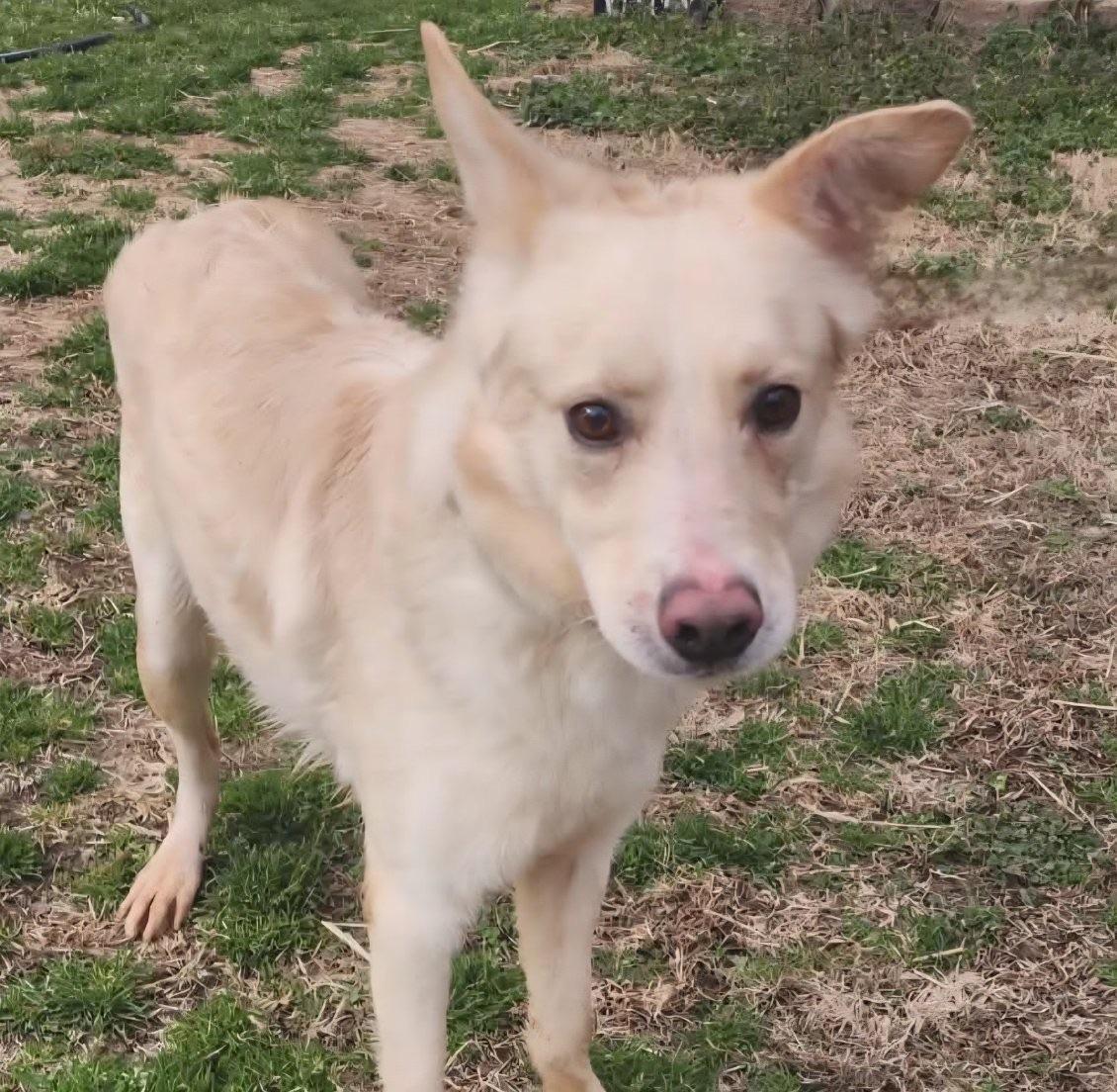 JC, a ADOPTABLE mixed breed in Manhasset, NY image 2/5