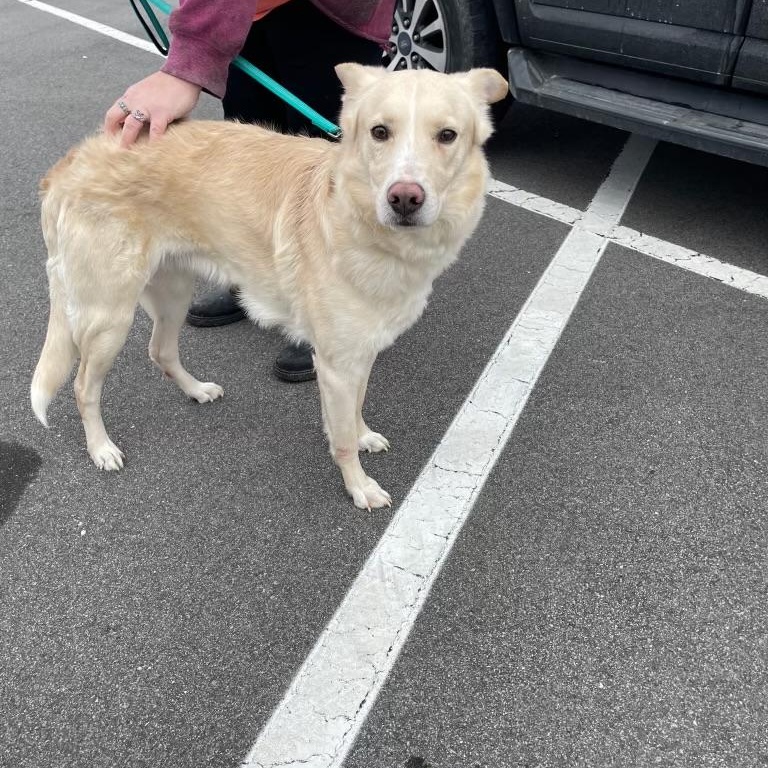 JC, ADOPTABLE, Young Male Labrador Retriever & Shepherd.