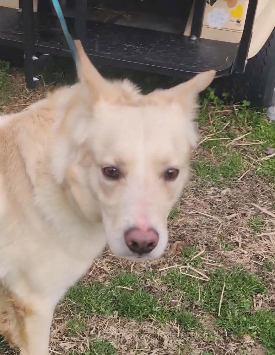 JC, a ADOPTABLE mixed breed in Manhasset, NY image 3/5