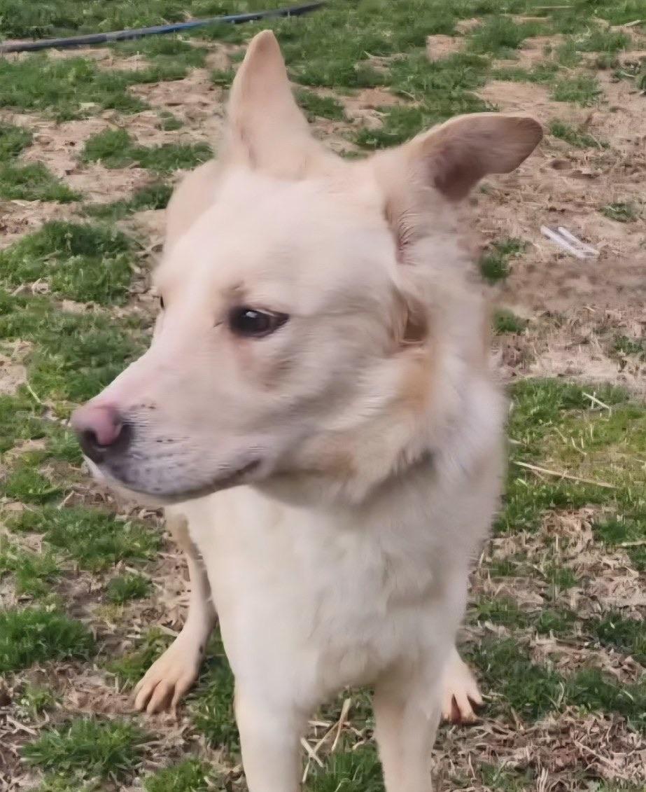 JC, ADOPTABLE, Young Male Golden Retriever & Shepherd.