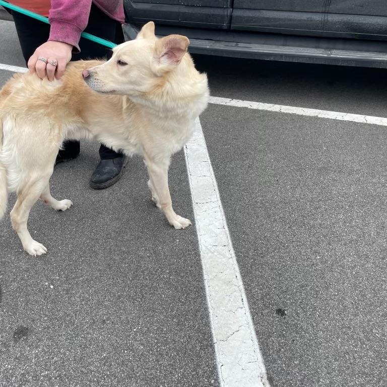 Enlarge JC, a ADOPTABLE mixed breed in Manhasset, NY image 2/4