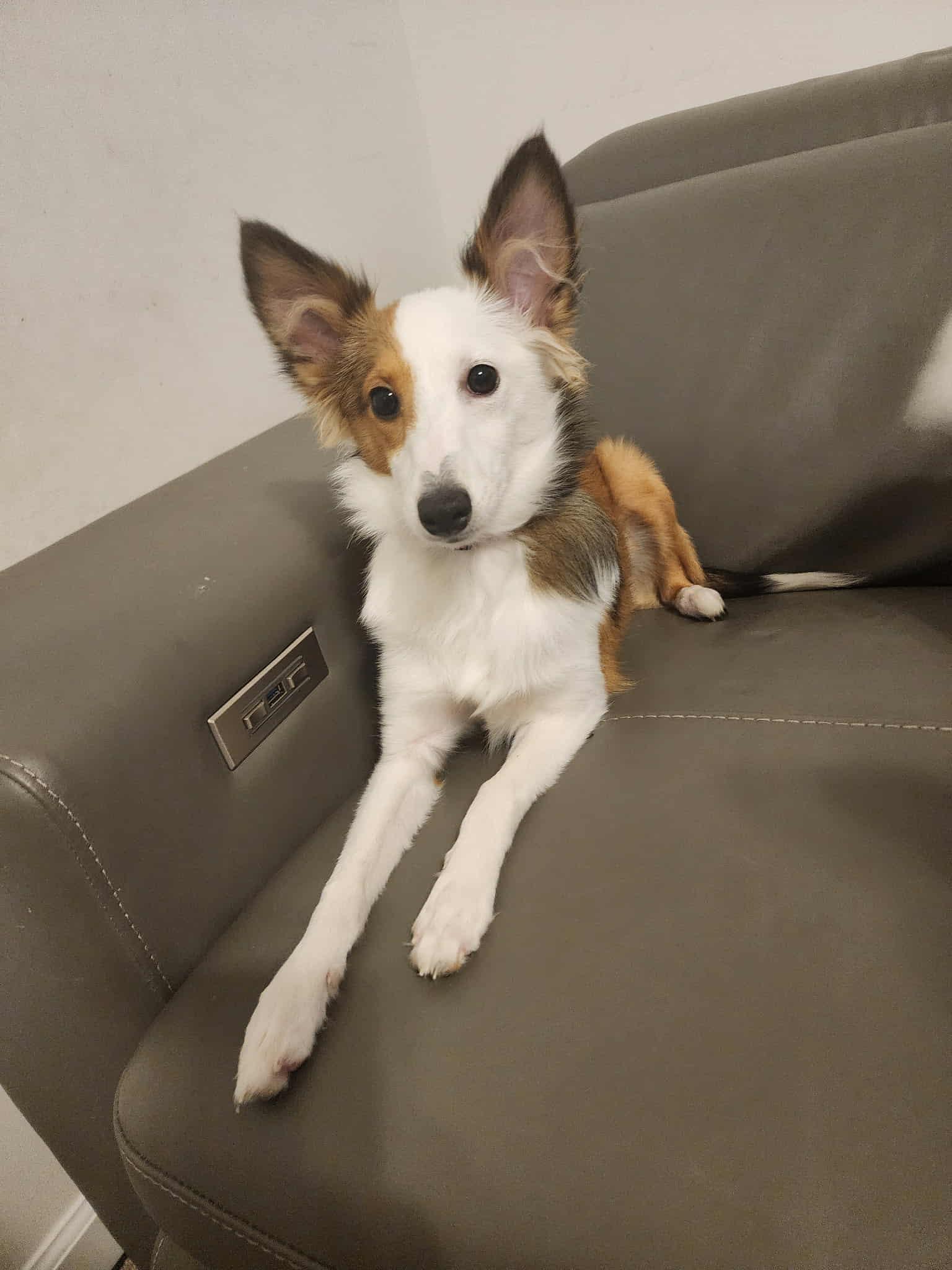 Bella, Adopted, Puppy Female Shetland Sheepdog / Sheltie.