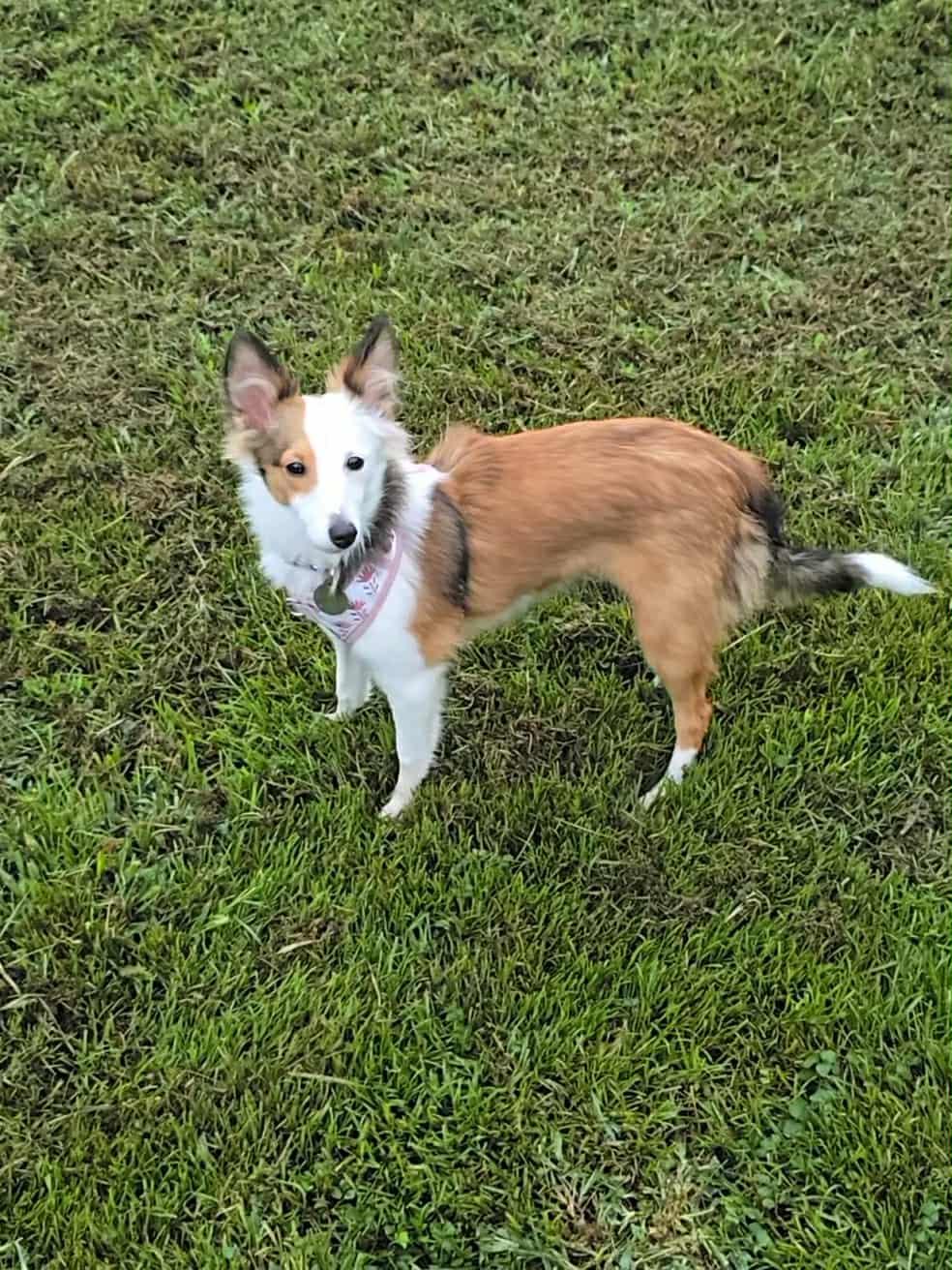 Bella, a Adopted Shetland Sheepdog / Sheltie in Abingdon, MD image 2/2