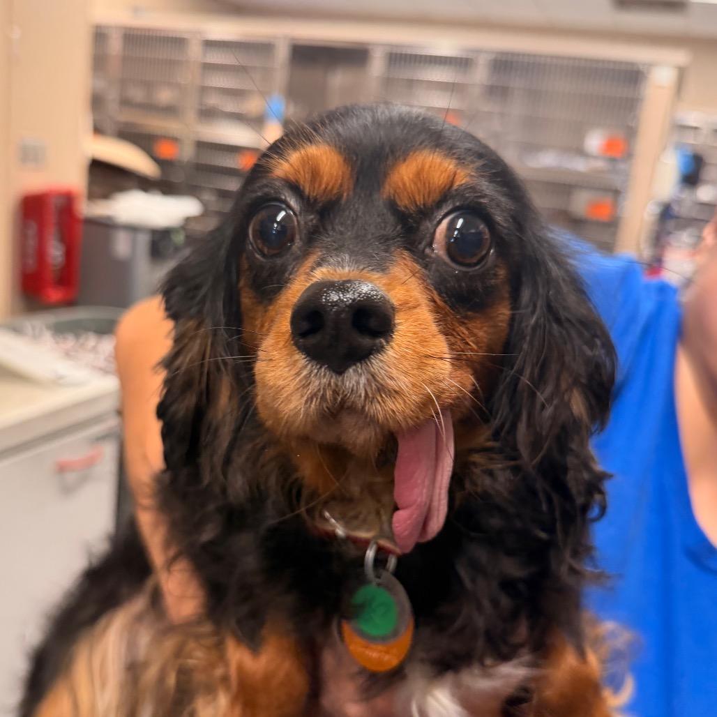 Enlarge PM8811 Bella, a Adoptable Cavalier King Charles Spaniel in Port Washington, NY image 1/1