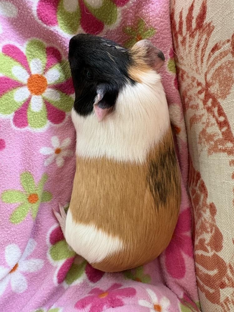 Enlarge Peanut Butter, a ADOPTABLE Guinea Pig in Austin, TX image 3/3