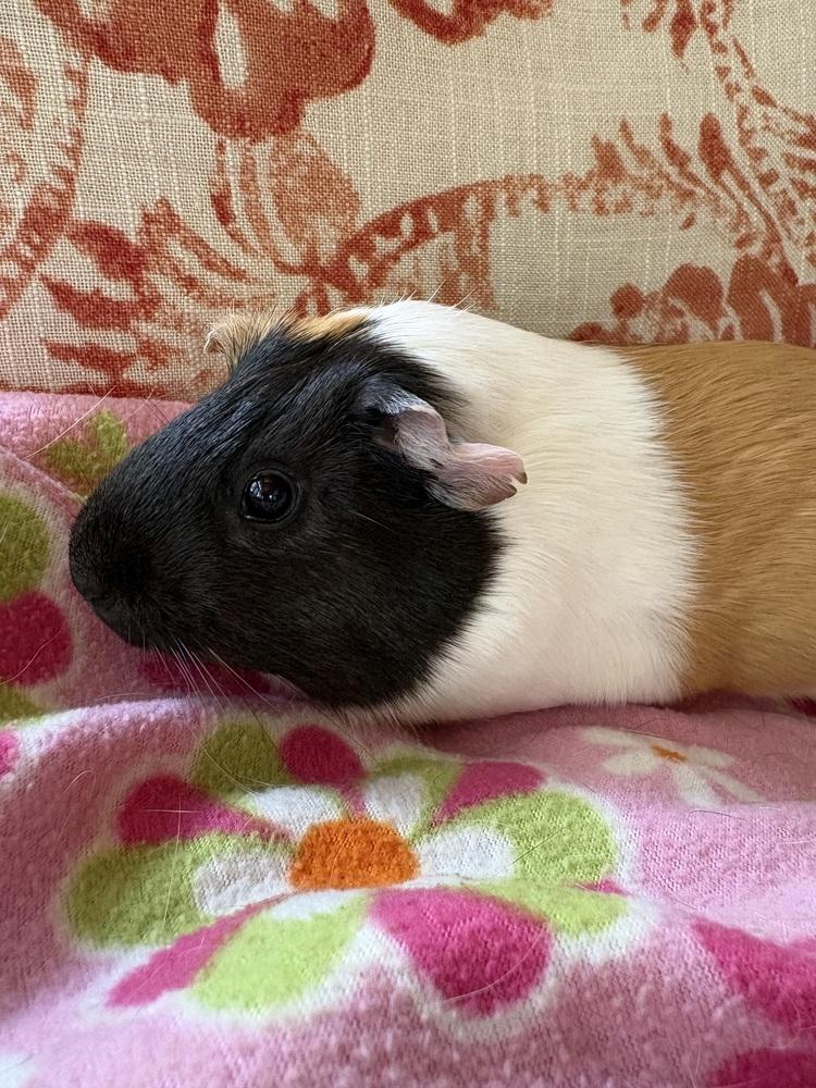 Enlarge Peanut Butter, a ADOPTABLE Guinea Pig in Austin, TX image 1/3