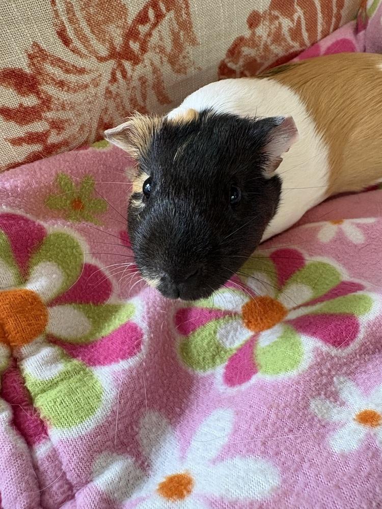 Enlarge Peanut Butter, a ADOPTABLE Guinea Pig in Austin, TX image 2/3