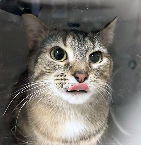 Whiskerspoon, adopted, Adult Female Domestic Short Hair.