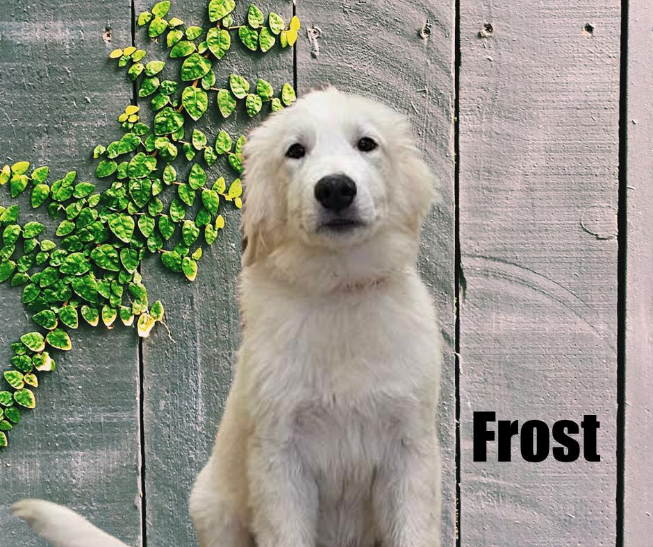 Blizzard, Glacier, and Frost, Adoptable, Puppy Male Great Pyrenees.