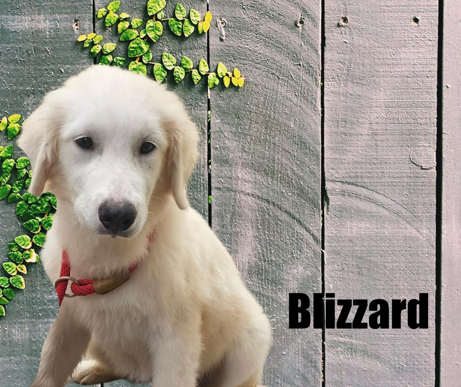 Enlarge Blizzard, Glacier, and Frost, a Adoptable Great Pyrenees in Marshville, NC image 2/3