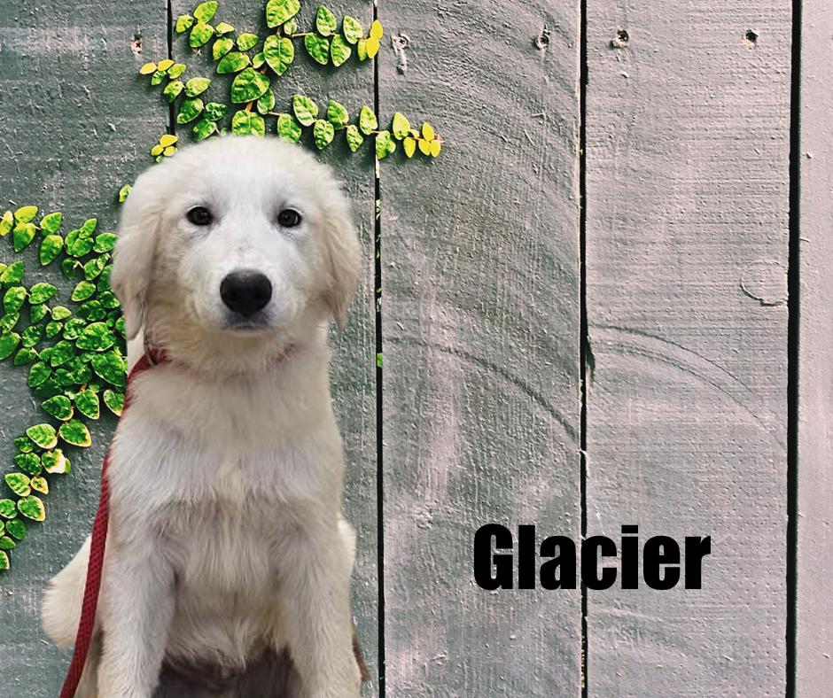 Enlarge Blizzard, Glacier, and Frost, a Adoptable Great Pyrenees in Marshville, NC image 3/3