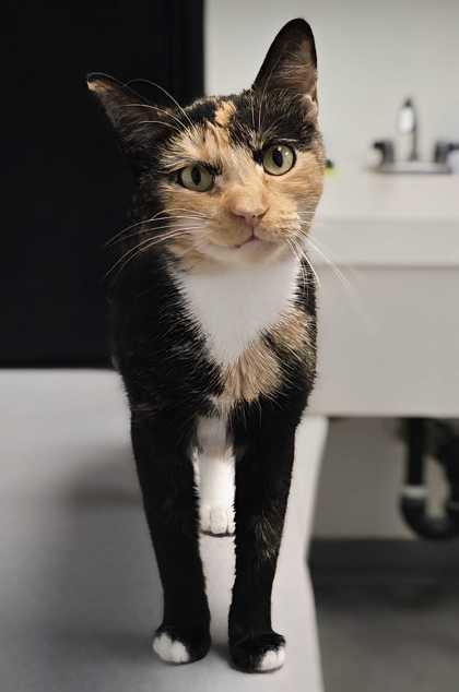 Enlarge Winkie, a Adoptable Domestic Short Hair in Encinitas, CA image 1/3