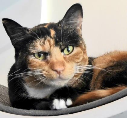 Enlarge Winkie, a Adoptable Domestic Short Hair in Encinitas, CA image 2/3