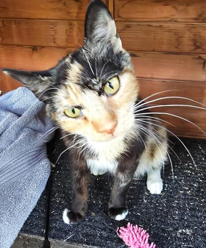 Enlarge Winkie, a Adoptable Domestic Short Hair in Encinitas, CA image 2/3