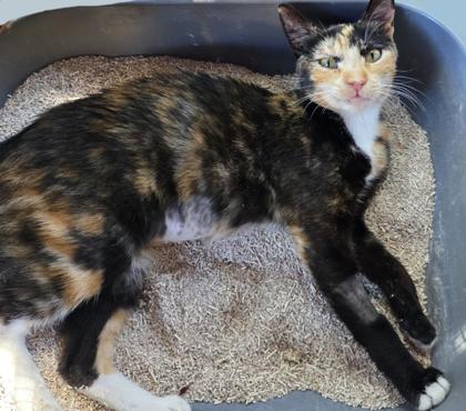 Enlarge Winkie, a Adoptable Domestic Short Hair in Encinitas, CA image 3/3