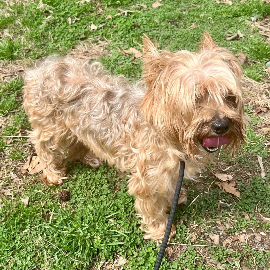Pongo, adopted, Adult Male Mixed Breed.
