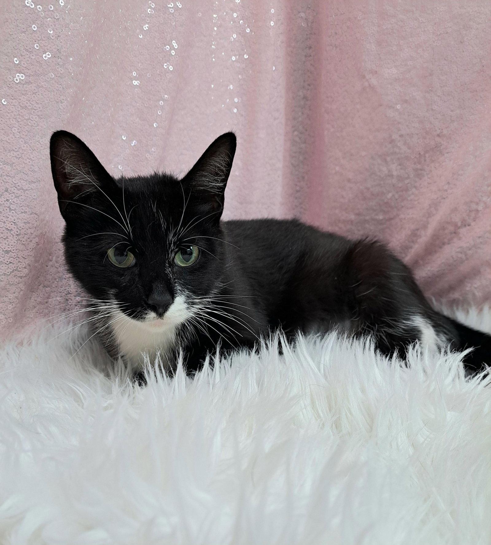 Myrtle (Bio ✅), Adopted, Adult Female Domestic Short Hair.
