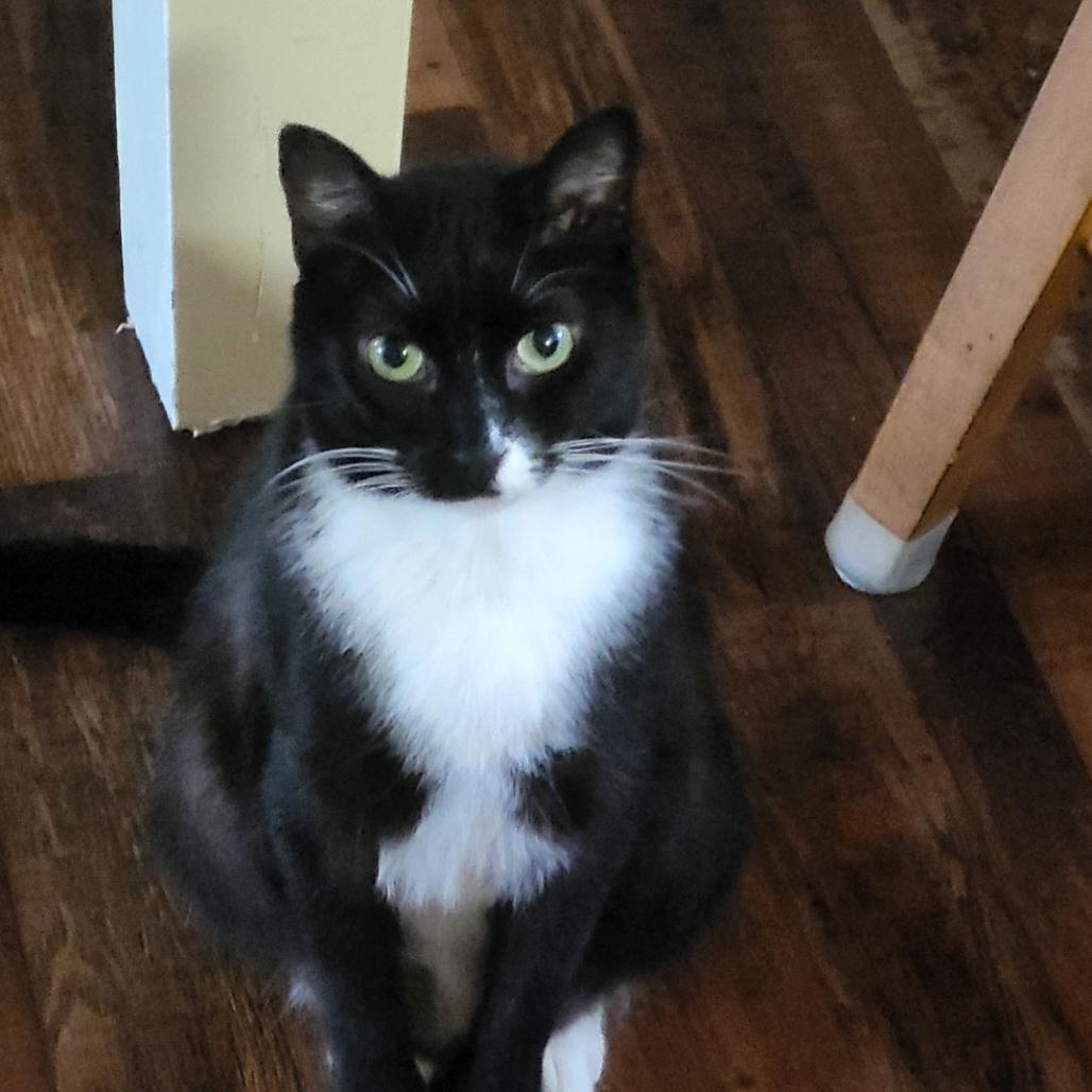Wisper, Adoptable, Adult Male American Shorthair.