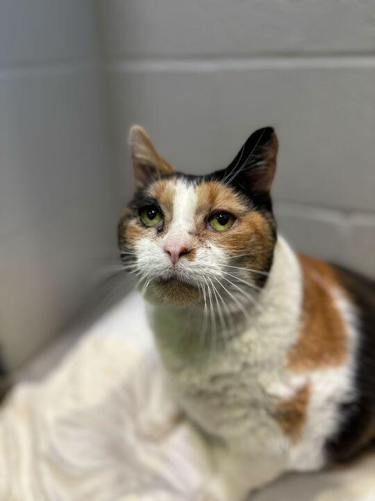 Lily, a ADOPTABLE mixed breed in Jackson, MI image 2/4