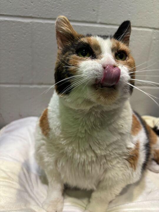 Lily, a ADOPTABLE mixed breed in Jackson, MI image 3/4