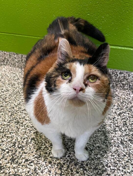 Lily, ADOPTABLE, Senior Female Domestic Short Hair.