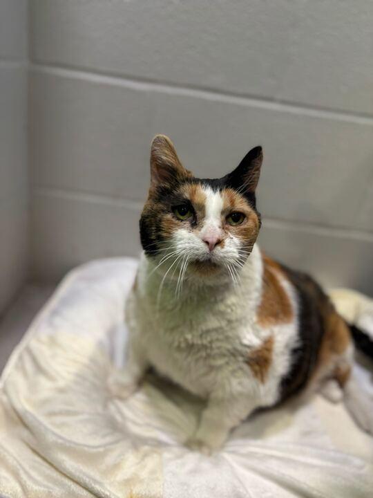 Lily, a ADOPTABLE mixed breed in Jackson, MI image 4/4