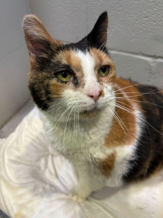 Lily, ADOPTABLE, Senior Female Domestic Short Hair.