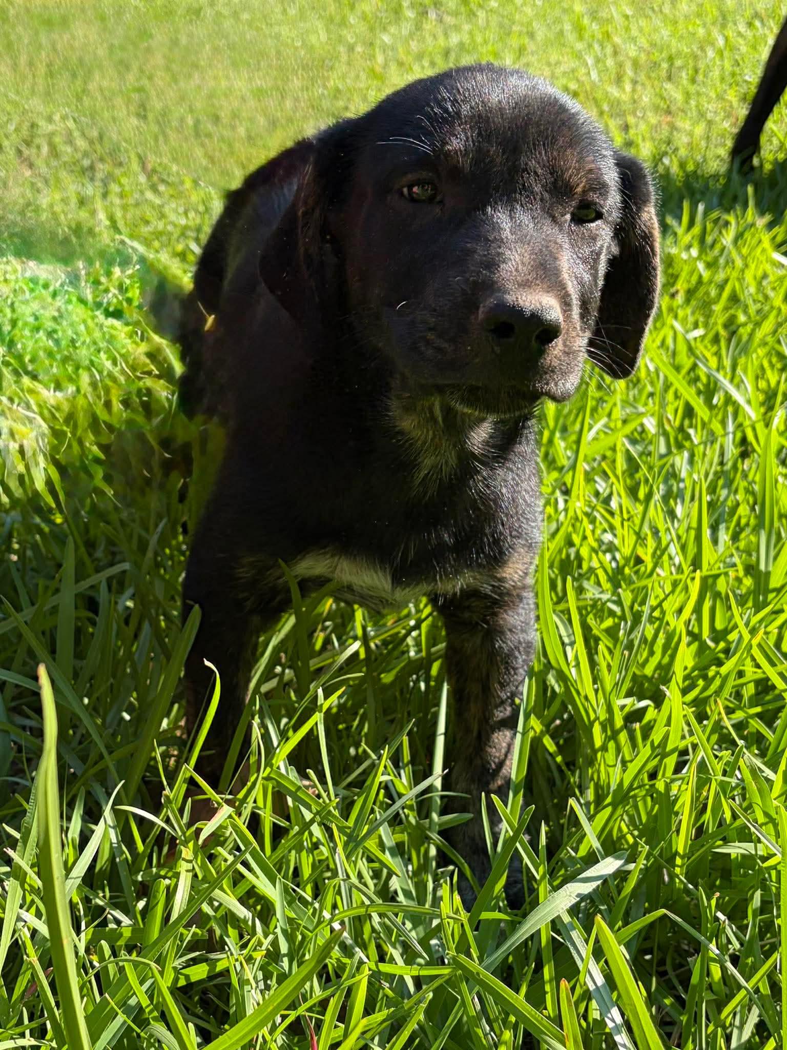 Enlarge Mango, a Adopted mixed breed in New Baltimore, MI image 2/2