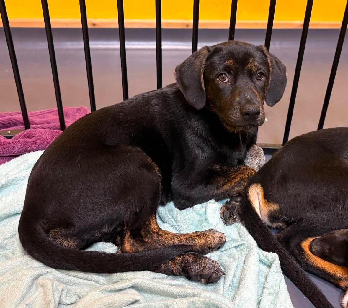 Mango, Adopted, Puppy Female Australian Cattle Dog / Blue Heeler & Labrador Retriever.