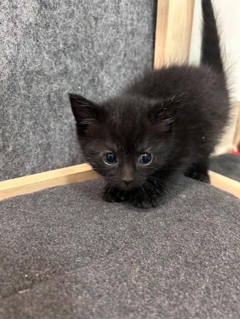 Sam, ADOPTABLE, Kitten Male Domestic Short Hair.