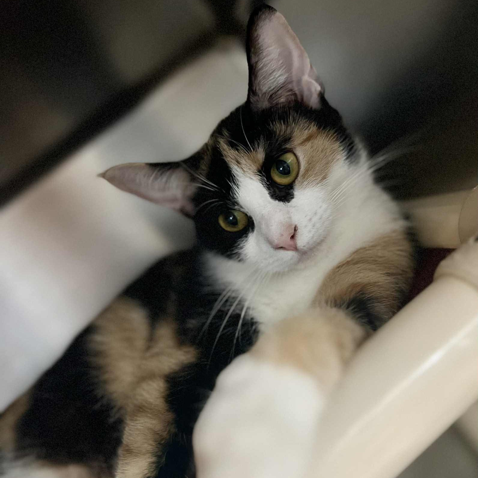 Gizmo