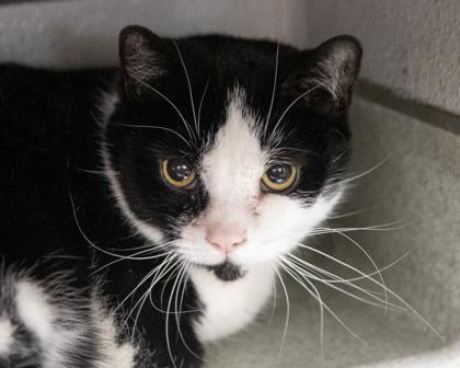 Enlarge Felix, a Adoptable Domestic Short Hair in West Seneca, NY image 1/2