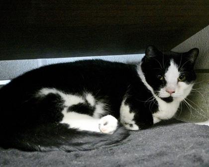 Enlarge Felix, a Adoptable Domestic Short Hair in West Seneca, NY image 2/2